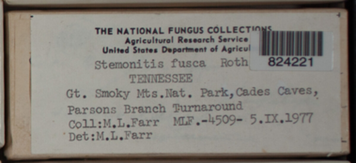 Stemonitis fusca image